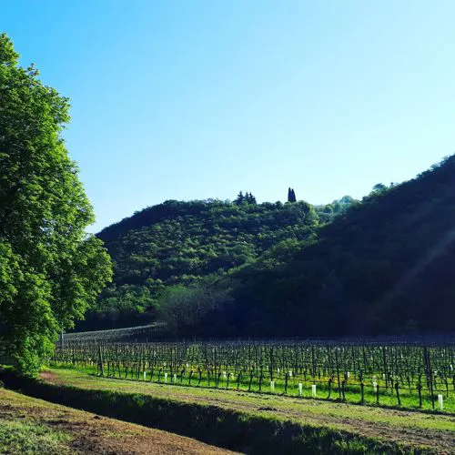 Vineyards