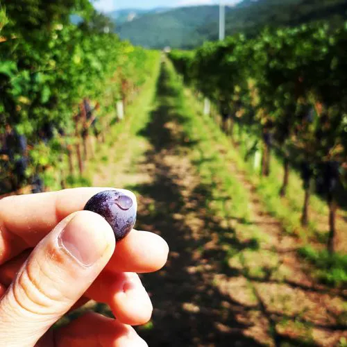 Grapes