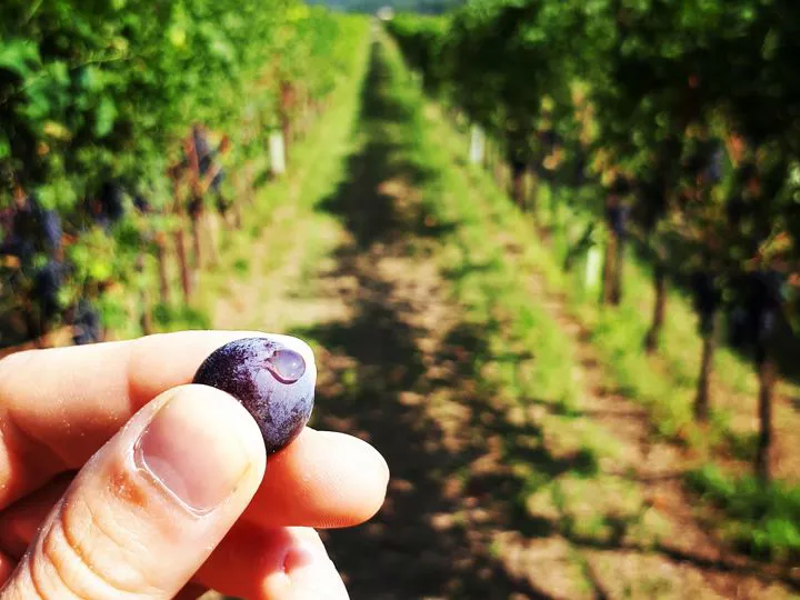 I vigneti..